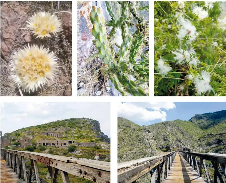 Fotografías de la flora de la región: dos cactus pequeños redondos con espinas blanquecinas y flor amarilla sobre roca, una planta de pencas verdes (opuntia) entre piedras, y un arbusto verde con flores blancas esponjosas.