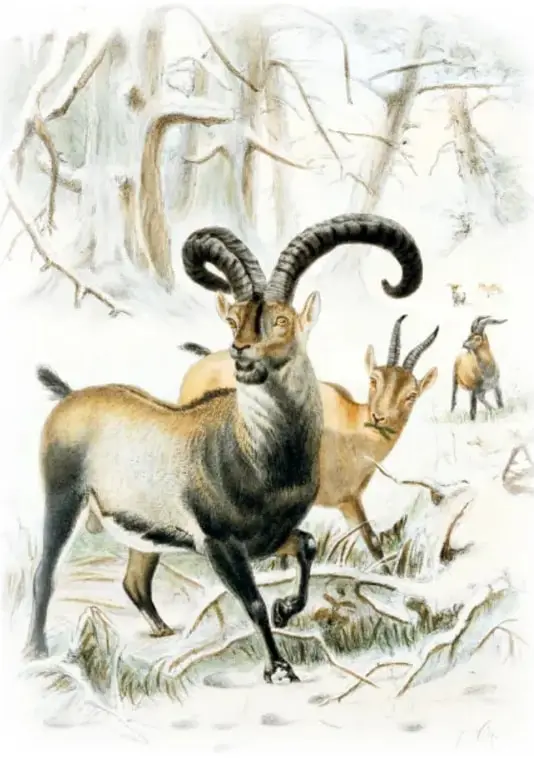 Ilustración de una cabra montés (bucardo) con enormes cuernos curvados en un paisaje invernal nevado con árboles sin hojas, acompañada de otras cabras menores al fondo.