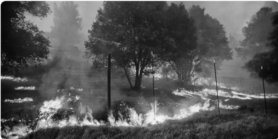 Fotografía en blanco y negro de un incendio forestal: el fuego avanza por el pastizal mientras el humo cubre densamente los árboles y un cerco de alambre atraviesa el terreno.