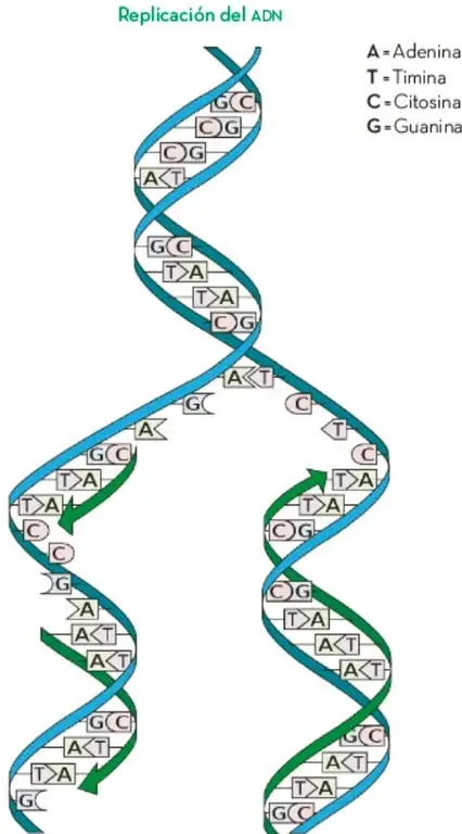 Esquema de la replicación del ADN: doble hélice que se abre y forma dos cadenas nuevas, con las bases A, T, C y G señaladas.