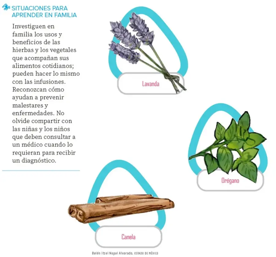 Manojo de flores de lavanda moradas.