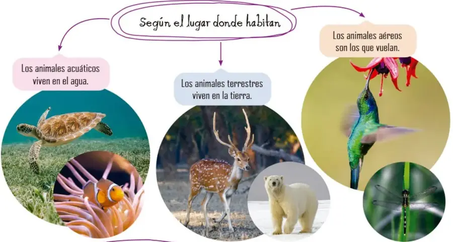 Tortuga marina nadando sobre pasto marino y pez payaso entre anémonas: animales acuáticos.