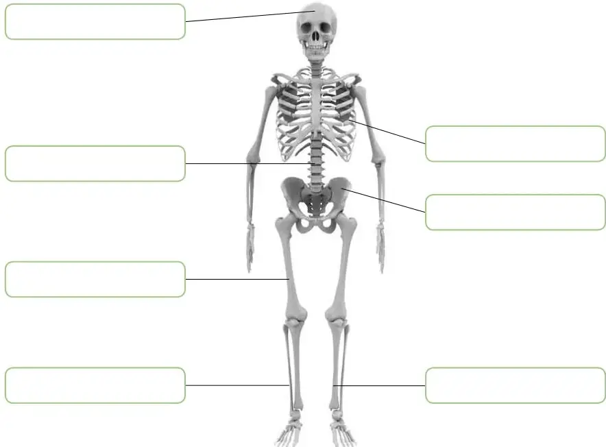 Ilustración de un esqueleto humano visto de frente, con recuadros vacíos unidos por líneas a la cabeza, la columna, las costillas, la pelvis, el fémur y los huesos de la pierna inferior, para que el estudiante escriba sus nombres.