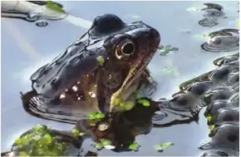 Fotografía de una rana hembra desovando en un estanque.