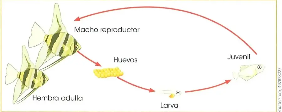 Diagrama circular del ciclo vital de los peces: hembra adulta y macho reproductor, huevos, larva, juvenil y adulto.