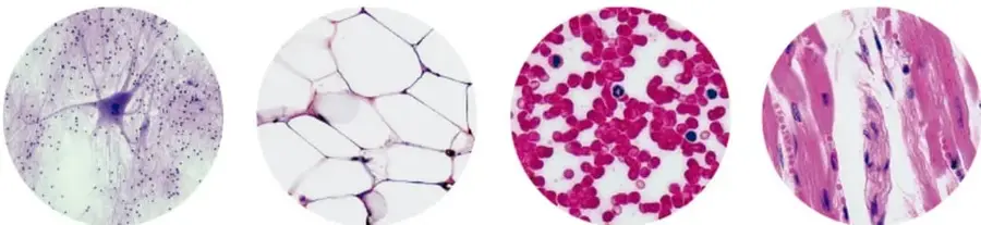 Cuatro microfotografías que muestran, de izquierda a derecha, células del sistema nervioso, células almacenadoras de grasa, células de la sangre y células musculares.