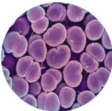 Fotografía microscópica de bacterias esféricas de color morado agrupadas en racimos.