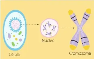 Ilustración que muestra una célula, su núcleo y un cromosoma.