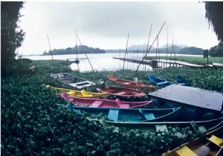 Lanchas de colores (morado, rosa, azul, amarillo) varadas entre plantas acuáticas junto a la orilla de la laguna, con muelles de madera.