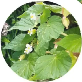 Fotografía circular de una begonia con pequeñas flores blancas y hojas verdes redondeadas.