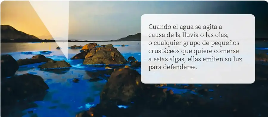 Fotografía grande de una playa rocosa al atardecer o noche, donde el agua brilla con un azul intenso debido al plancton.