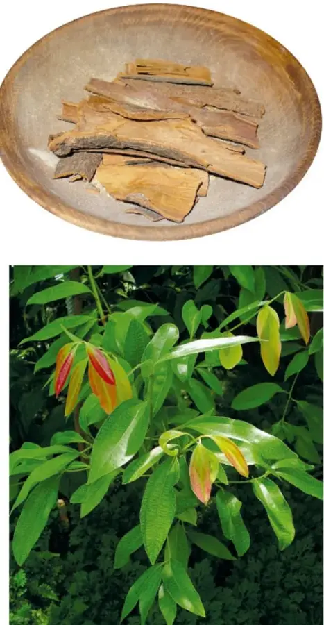 Fotografía de ramitas de canela enrolladas dentro de un plato o molde de madera.