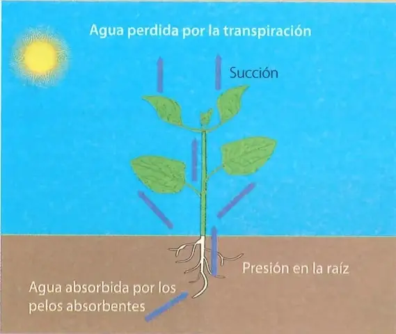 Recuadro de competencia digital sobre la adhesión y la cohesión del agua, con un enlace para ampliar la información.
