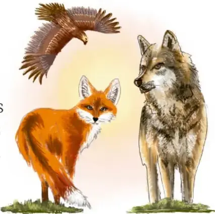Un zorro rojo, un lobo gris y un águila volando, representando a los depredadores naturales.