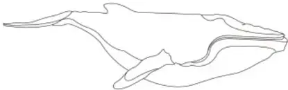 Silueta de ballena formada por texto con las palabras 'aire' y 'vocalizaciones para comunicarse', 'vibrar'.
