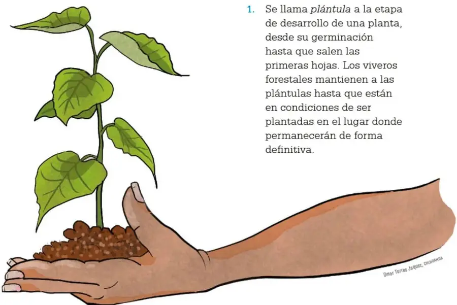 Ilustración de una mano sosteniendo tierra con una plántula de hojas verdes.