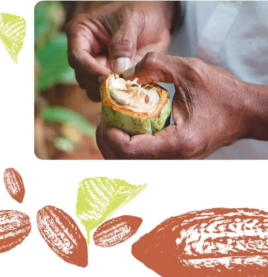 Fotografía de unas manos abriendo una mazorca verde de cacao; en el interior se ven las semillas frescas y la pulpa blanca; el fondo muestra follaje verde.