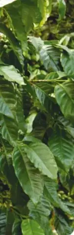Fotografía de un cafeto con hojas verdes y frutos en distinto grado de maduración.