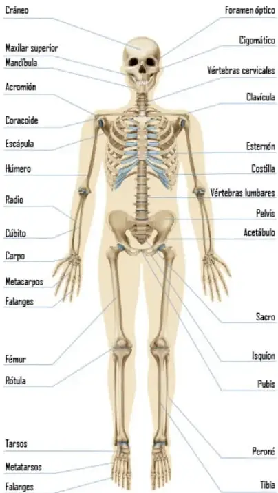 Esquema del esqueleto humano de frente, con líneas que rotulan los huesos del cráneo, tronco, miembros superiores e inferiores.