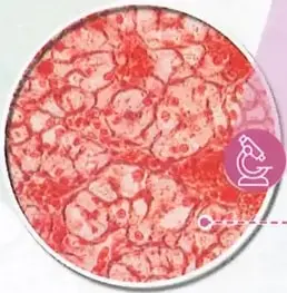 Figura 2 de Ciencias Naturales 9° · 2025
