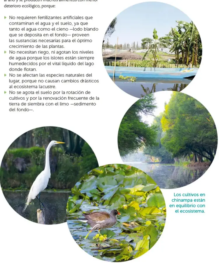 Chinampas con cultivos de maíz y hortalizas junto a canales de agua, con árboles al fondo.