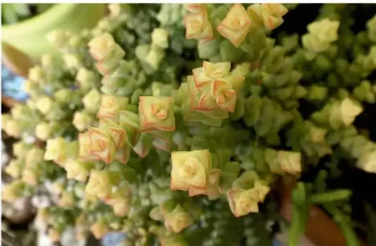 Fotografía de una inflorescencia o planta con pequeñas estructuras en forma de cubos o pirámides truncadas.