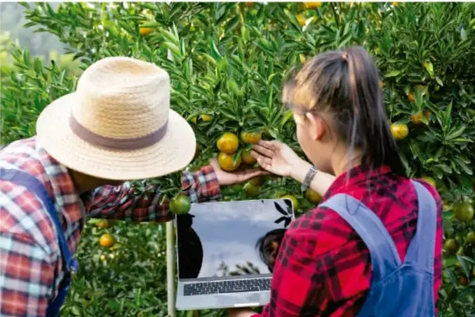 Fotografía de dos personas (una con sombrero de paja y otra con cabello largo recogido) en un huerto de cítricos; la persona de la derecha sostiene una tableta o laptop mientras ambos revisan los frutos de los árboles, ilustrando el uso de tecnología en la actividad productiva agrícola.