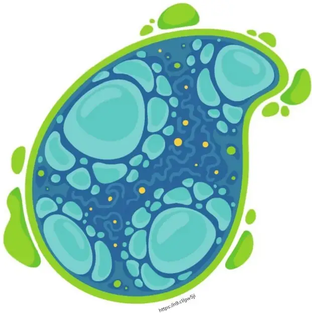 Ilustración estilizada de una célula con bordes verdes irregulares, citoplasma azul con vacuolas turquesas y gotas amarillas representando organelos.