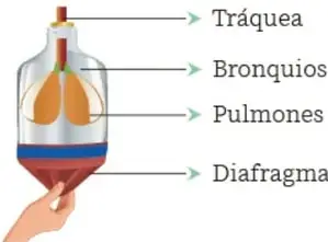 Diagrama de un modelo del aparato respiratorio hecho con botella, con etiquetas: Tráquea, Bronquios, Pulmones y Diafragma.