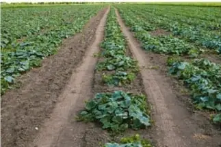 Campo de cultivo de pepinos con surcos y plantas pequeñas.