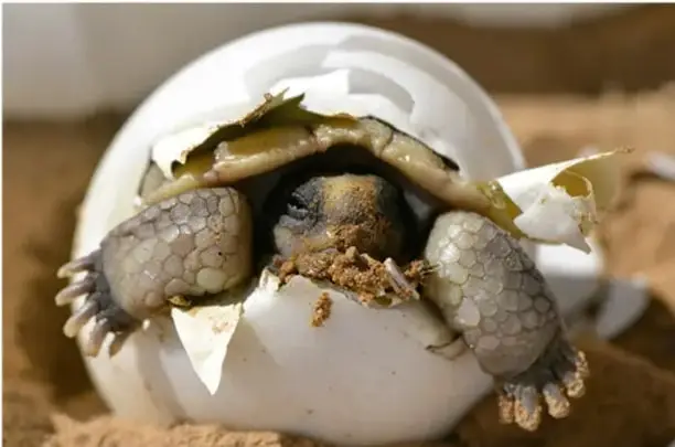 Cría de tortuga saliendo de un huevo roto sobre la arena.