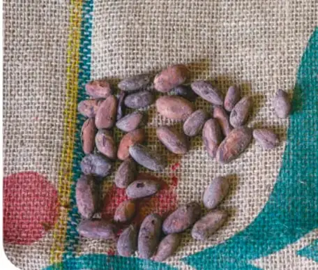 Granos de cacao secos sobre un costal de fibra con motivos en verde y rojo.
