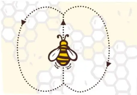 Esquema sobre fondo de panal: abeja ilustrada con una senda punteada en forma de ocho.