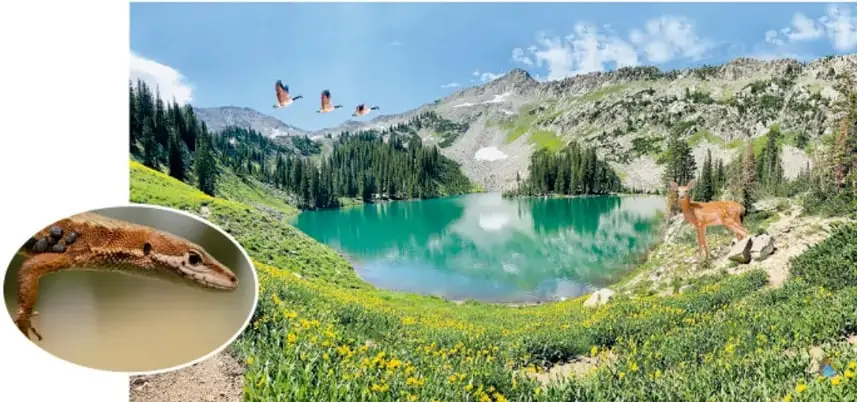 Fotografía de un paisaje montañoso con un lago turquesa, bosque de coníferas, flores amarillas, aves volando y un venado. En un recuadro circular a la izquierda se observa un lagarto o salamandra.