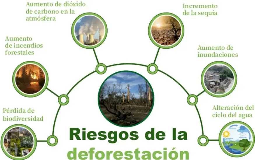 Esquema circular verde con la imagen de un bosque talado en el centro y el título "Riesgos de la deforestación"; seis nodos alrededor con fotos: incendios, CO₂ de chimeneas, sequía, inundaciones, ciclo del agua y biodiversidad.