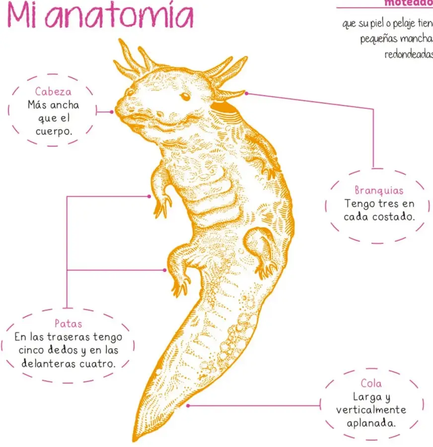 Dibujo en color naranja de un axolote completo, visto de lado, con líneas que lo conectan a cuatro óvalos con texto: Cabeza (más ancha que el cuerpo), Branquias (tres en cada costado), Patas (cinco dedos atrás y cuatro adelante) y Cola (larga y verticalmente aplanada).
