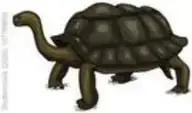 Dos tortugas galápagos: una con caparazón de silla, otra redondeada.