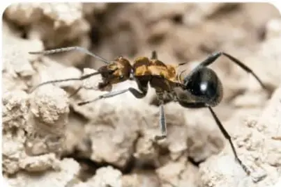 Recuadro con fondo verde claro y siluetas grises de hormigas; dentro se lee que existen quince mil especies y cuáles son las más comunes de México.