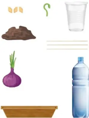 Ilustraciones de materiales: semillas, tierra, cebolla morada, recipiente, botella de agua y contenedor.
