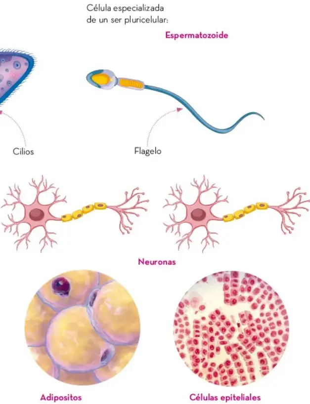 Ilustración de un Paramecium, microorganismo unicelular cubierto de cilios.