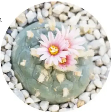 Fotografía circular de un cactus peyote (hikuri) redondo y grisáceo con una flor rosada, rodeado de piedras blancas.