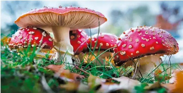 Hongos rojos (amanita) en un bosque