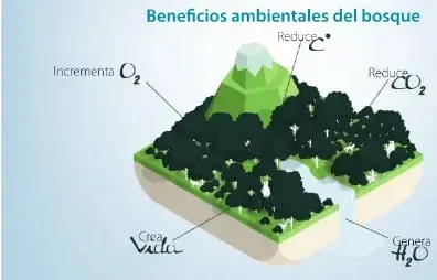 Ilustración sobre los beneficios ambientales del bosque: incremento de oxígeno, reducción de dióxido de carbono, creación de vida y generación de agua.