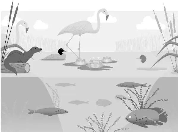 Ilustración de un ecosistema de laguna: sobre el agua hay un flamenco, patos o gansos, una nutria (chungungo) sobre un tronco, ranas con renacuajos y aves volando; bajo el agua se observan peces, algas y plantas acuáticas, además de juncos y rocas en la orilla.