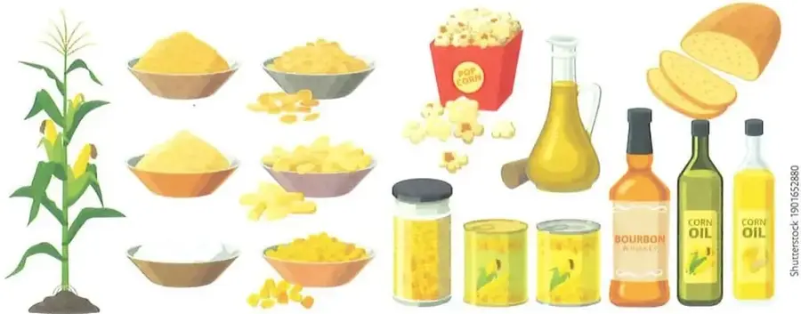 Ilustración de una planta de maíz y varios productos derivados, como harina, cereales, canguil, aceite, pan y conservas.