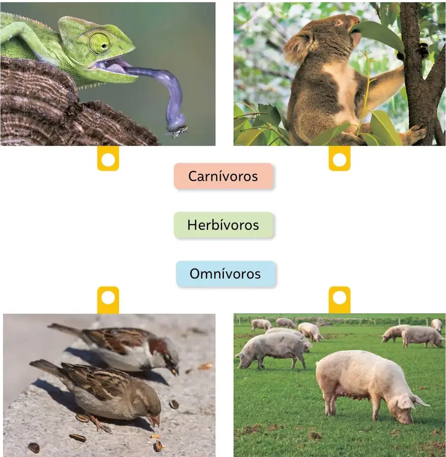 Camaleón verde sobre una rama con la lengua azul extendida atrapando a su presa.
