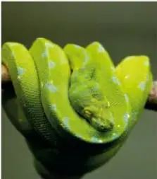 Serpiente verde enrollada en una rama.