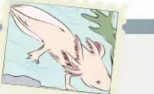 Ilustración de un ajolote (axolotl) nadando entre plantas acuáticas.