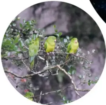 Fotografía circular de tres aves verdes (periquitos/huahuas) posadas en una rama.