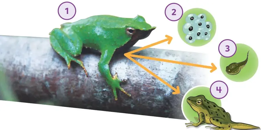 Fotografía de una rana verde adulta posada sobre un tronco, marcada con el número 1.